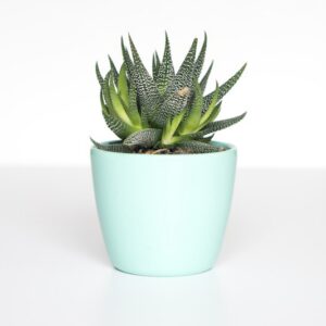 Mini Potted Artificial Plants - Set of 4